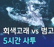 [D:이슈] 범고래 떼 달려들더니…바다 위 포착된 '사투'