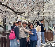 "벚꽃빵 사진 덕에?"…진해에 대만 관광객 20만명 몰렸다[여행 라이브]