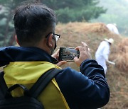 '청완 예초의'를 담는 관람객