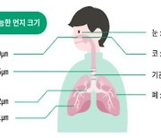 재선충병 예방주사 '안전'…송홧가루 크기·노출량 위해성 없다