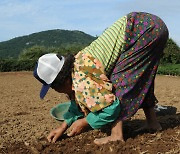 ‘꼬부랑’ 체형 2.8% 불과…노인들 꼿꼿해졌다