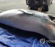 남해서 '길이 4ｍ' 밍크고래 사체 발견…1,500만원에 위판