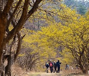 [포토친구] 산수유 터널