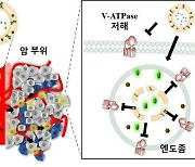 가톨릭대 연구진, 암 치료 효능 높인 리포좀 기반 약물전달체 개발