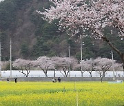 코로나에 유채꽃밭 갈아엎었던 삼척시…4년 만에 '유채꽃 축제' 개최