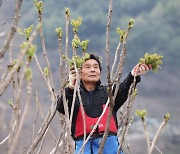 봄나물의 제왕…지리산 ‘두릅’ 수확합니다!