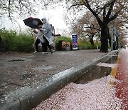 봄비와 함께 벚꽃 ‘뚝뚝’… 자치구선 ‘눈물’