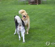 [인천소식] '댕댕이와 달려요'…송도서 10월 반려견마라톤