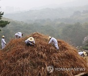 한식날 건원릉 억새 베기