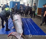 남해서 길이 4.10ｍ 무게 600㎏ 암컷 밍크고래 사체 발견