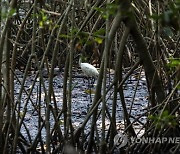 Climate India Mangrove Forests