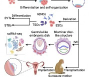 원숭이 줄기세포로 수정 초기 배반포 만들어···암컷에 착상까지