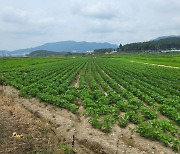 논 타작물 재배 독려 나선 전남도...전략작물직불금 신청 기간 연장