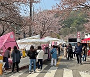 '벚꽃 엔딩'에도 축제는 계속된다