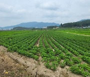 전남도, 논 타작물재배 전략작물 직불금 신청기간 연장