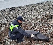 고래 상괭이, 밍크고래도…남해 바다서 사체 잇단 발견