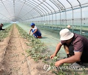 홍천군, 외국인 계절근로자 입국 시작…농촌 인력난 '숨통'