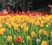 한림공원 튤립 '활짝'