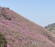 진달래로 물든 산