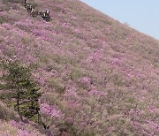 진달래로 물든 산