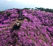 강화 고려산 진달래축제 일주일 당겨 8일 개막