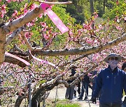 "반곡지에 복사꽃이 활짝 폈어요"