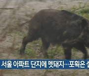 서울 아파트 단지에 멧돼지…포획은 실패