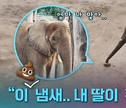 [크랩] 12년 만에 만난 코끼리 모녀…X냄새로 알아봤다!?