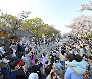 경주벚꽃축제, 차 없는 안전한 행사장 조성… 성황리 마무리