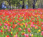 제주 산짓물공원 튤립 '활짝'