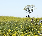 유채꽃밭 속 나홀로 나무