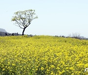 유채꽃밭 거닐며