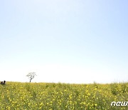 유채꽃밭 속 나홀로 나무