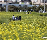 제주신화월드 유채꽃밭