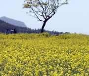 유채꽃과 나홀로 나무