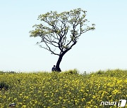 유채꽃과 나홀로 나무