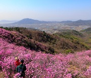 고려산 진달래 군락지 찾은 등산객들