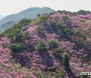 보랏빛 동산 펼쳐진 고려산