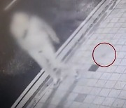 "개인 줄 알고 CCTV 봤더니…" 거리에 대변 흘린 범인 정체