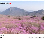 대구 달성군, 비슬산 참꽃 군락지 절경 '온라인 생중계'