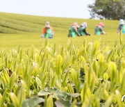 제주 해차 수확 한창