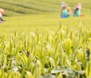 싱그러운 제주 해차 수확