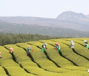 올해 첫 제주 찻잎 수확