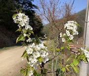 춘천 강촌 문배마을서 사라졌던 문배나무꽃 올봄 돌아왔다