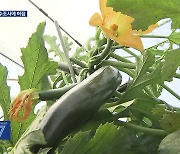 미승인 GMO 주키니호박 추가검출…“못 믿을 식약처 조사”