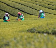 제주서 올해 첫 차 수확