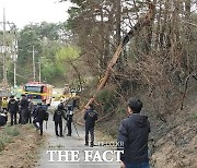 산림청 "강릉 산불은 강풍으로 나무 부러지며 전신주 전선에 닿아 발생"