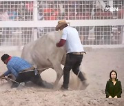 [굿모닝월드]"달려라, 카우보이!" 가이아나 로데오 축제