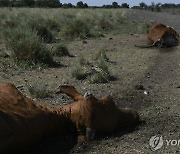 기상청장 "한국 연평균기온 10년에 0.2도씩 상승…세계 평균의 3배"