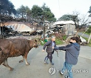 산불 이재민, 화마에 놀란 소 구출